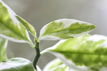 Fototapeta premium Plant