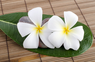White frangipani and therapy