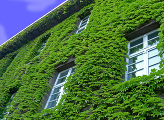 begrünte Fassade