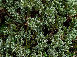 Green floral background. Juniper needles.