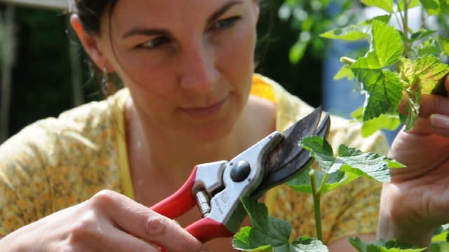 Junge Frau beim Pflanzen-Beschnitt