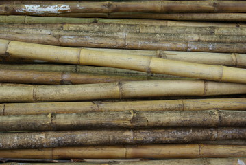 bamboo