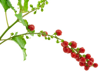 baies rouges sauvages