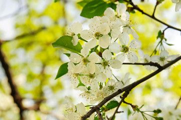 Blossoming of cherry flowers