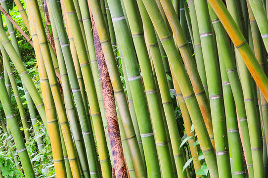Bambus - bamboo 43