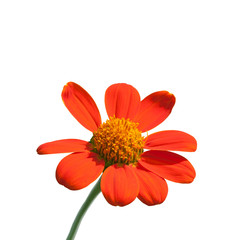 Sunflower isolated on white background
