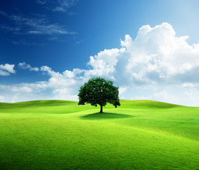 Fototapeta na wymiar one tree and perfect grass field