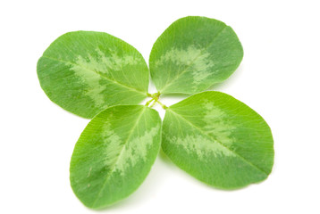 leaf clover