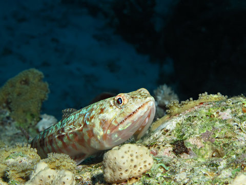 Lizardfish