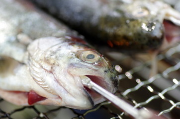 バーベキュー/ニジマス