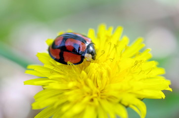 テントウムシとタンポポ