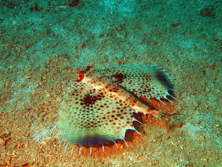 The sea cock at a bottom, Vietnam, Nha Trang