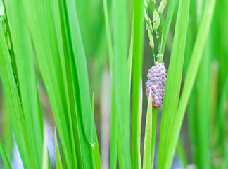 Fototapeta premium Snail's eggs on a rice stem.