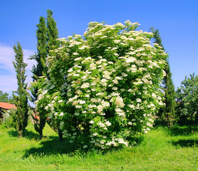 Holunder Blüte - elder flower 35