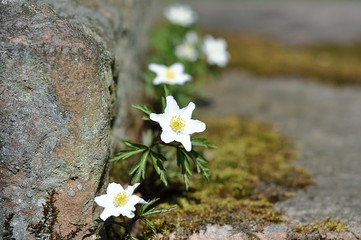 białe kwiaty i kamień