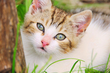 Katzenbaby - kitten 02