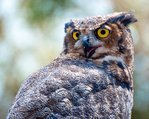 Great horned eagle owl