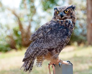 Photo sur Plexiglas Hibou Great horned eagle owl