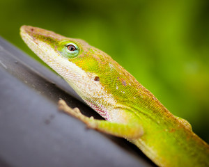 Close up portrait of Carolina anole lizard.