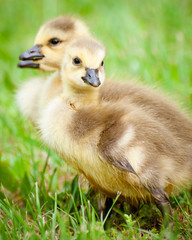 Young Canadian goslings