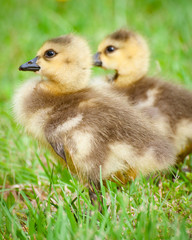 Young Canadian goslings
