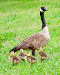 Canadian goose and her goslings during spring
