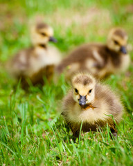 Young Canadian goslings