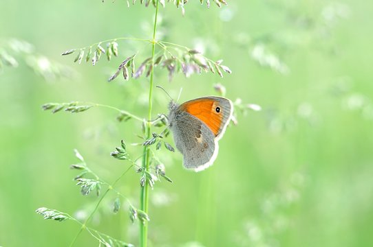 Motyl Bilder – Durchsuchen 8,256 Archivfotos, Vektorgrafiken und Videos ...
