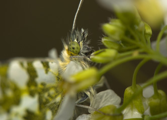 Anthocharis cardamines