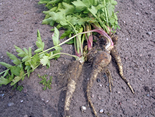 freshly harvested parsnips