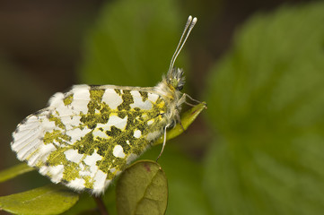 Anthocharis cardamines