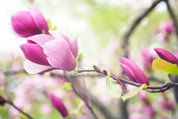 magnolia flowers over blurred abstract background.