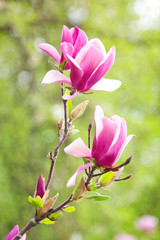 magnolia flowers over blurred abstract background.