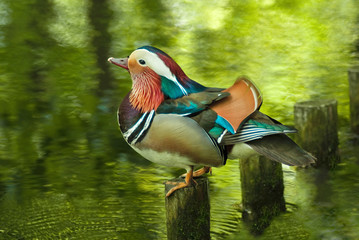 Mandarin duck - obrazy, fototapety, plakaty