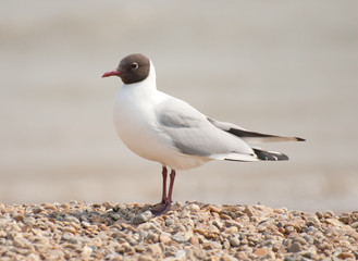 gull standing on beach