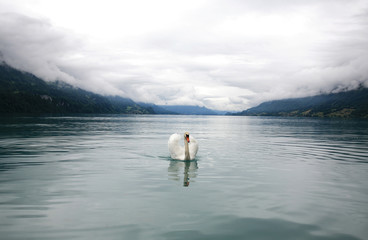 Fototapeta na wymiar Swan on the alpine lake in mist weather