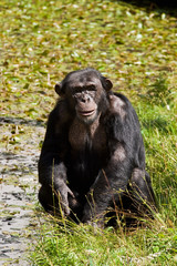 Chimpanzee