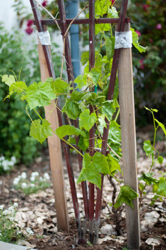 Grape Sapling In The Garden