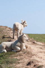 Lambs looking across a field