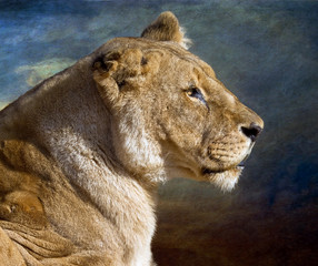 Lioness