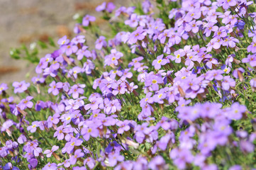 Obraz premium Lilacbush - Aubrieta deltoidea