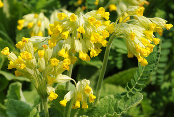 Primula veris plant, common name - Cowslip