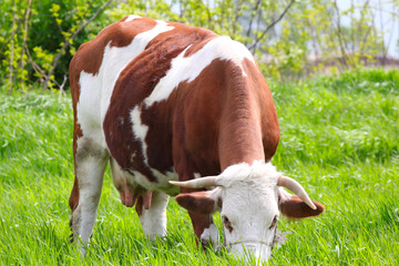 Naklejka na ściany i meble cow in pasture