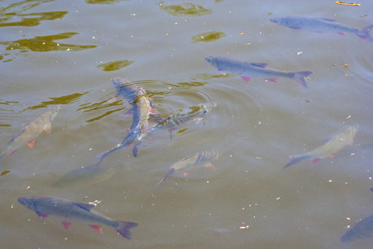 Fischschwarm