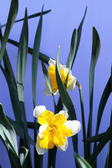Daffodils on a blue background