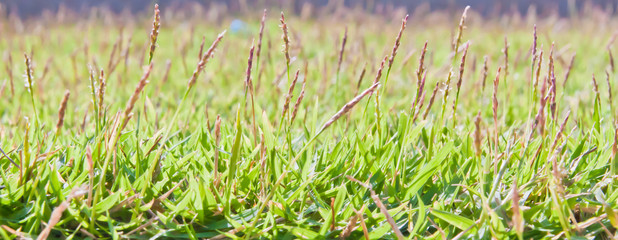 Grass background texture