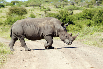 Obraz premium White Rhinoceros crossing the road
