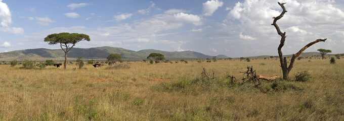 Kenyan savannah