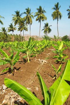 Banana plantation