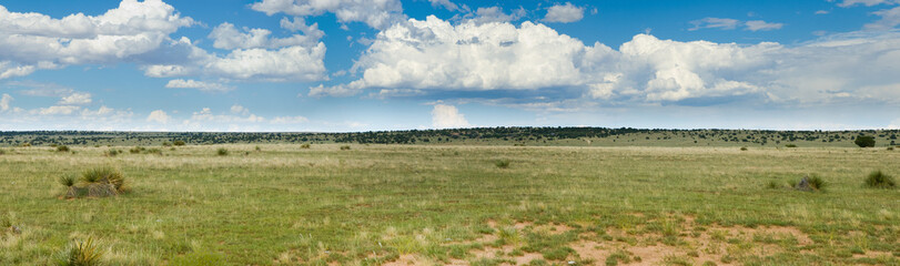 Grassy prairie of Texas - panorama - obrazy, fototapety, plakaty
